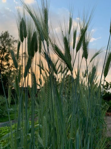 vom Getreide zum Brot 